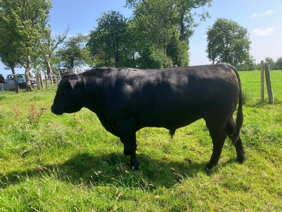 Pedigree Aberdeen Angus Bull - Image 3