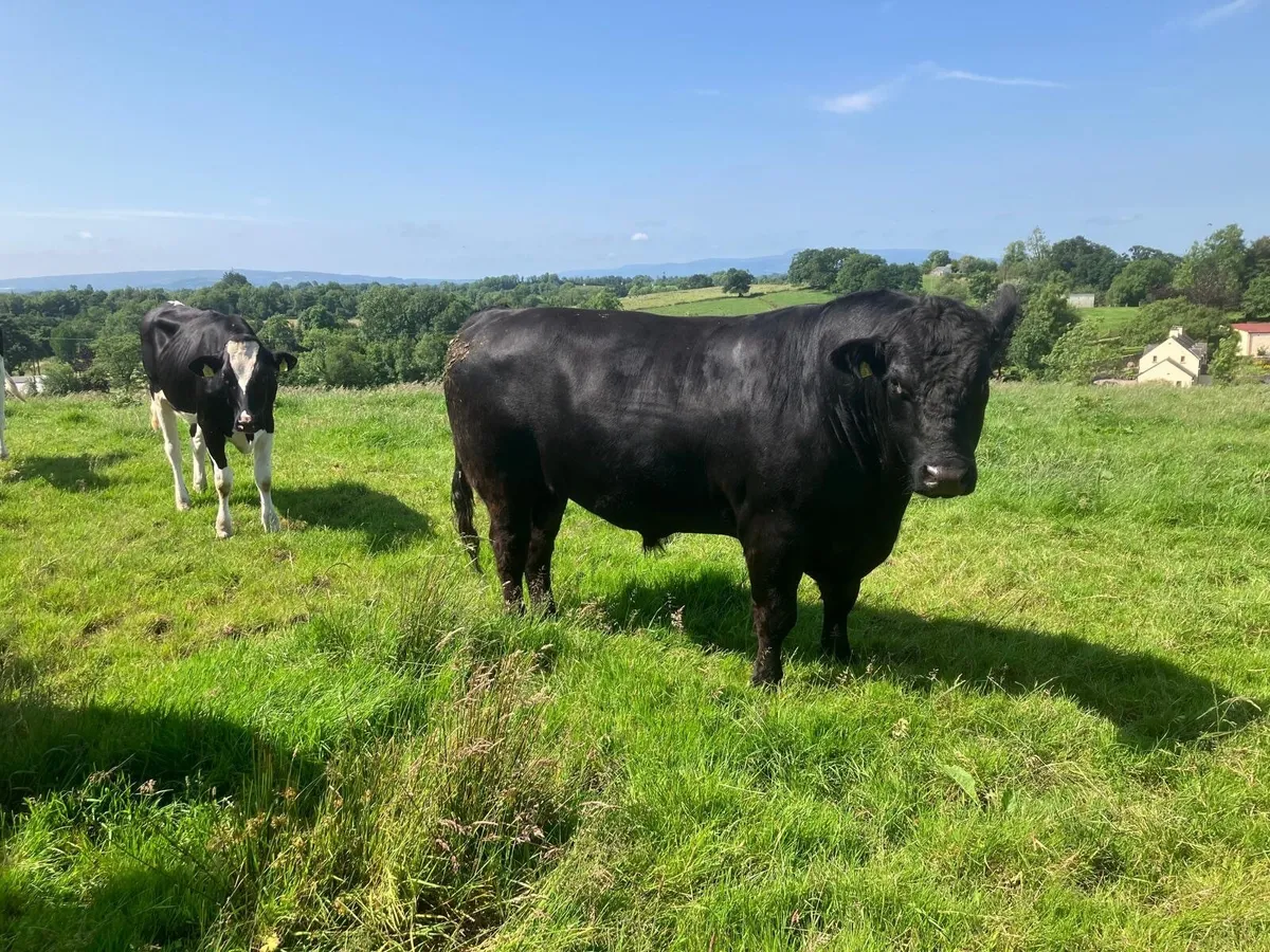 Pedigree Aberdeen Angus Bull - Image 4