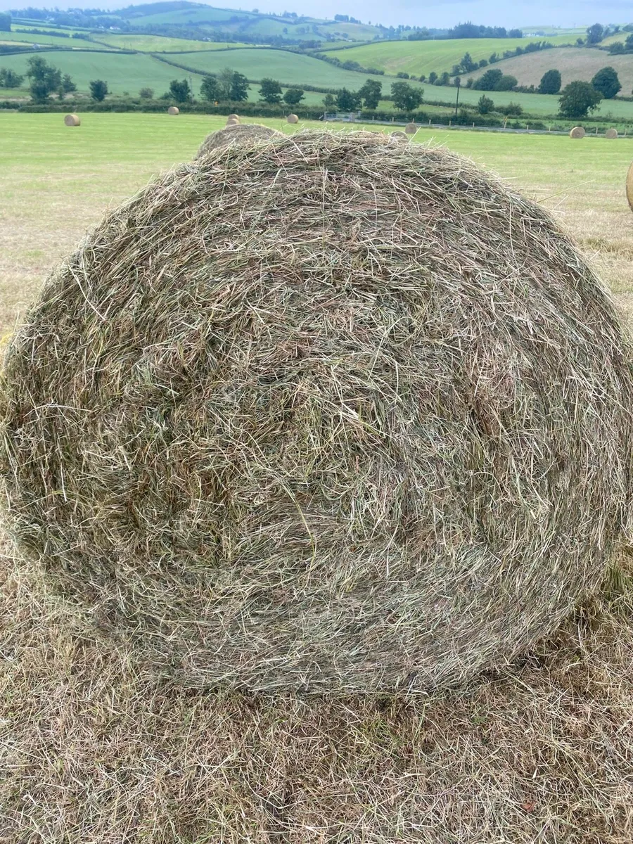 Hay - Image 1