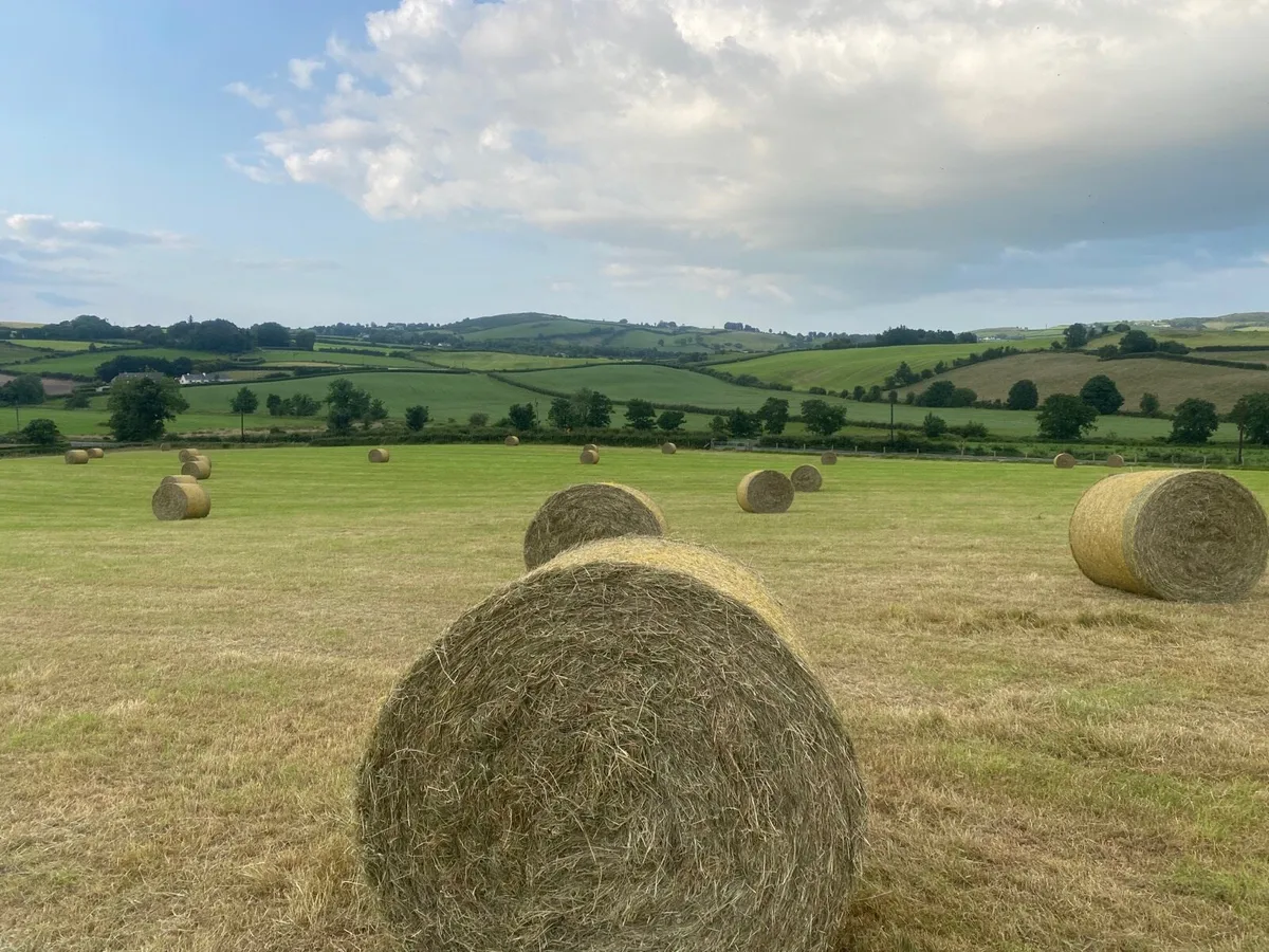 Hay - Image 2