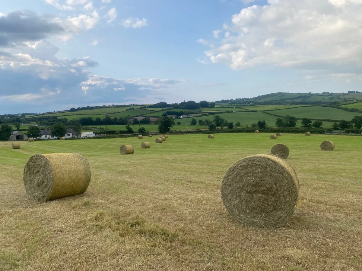 Hay - Image 3