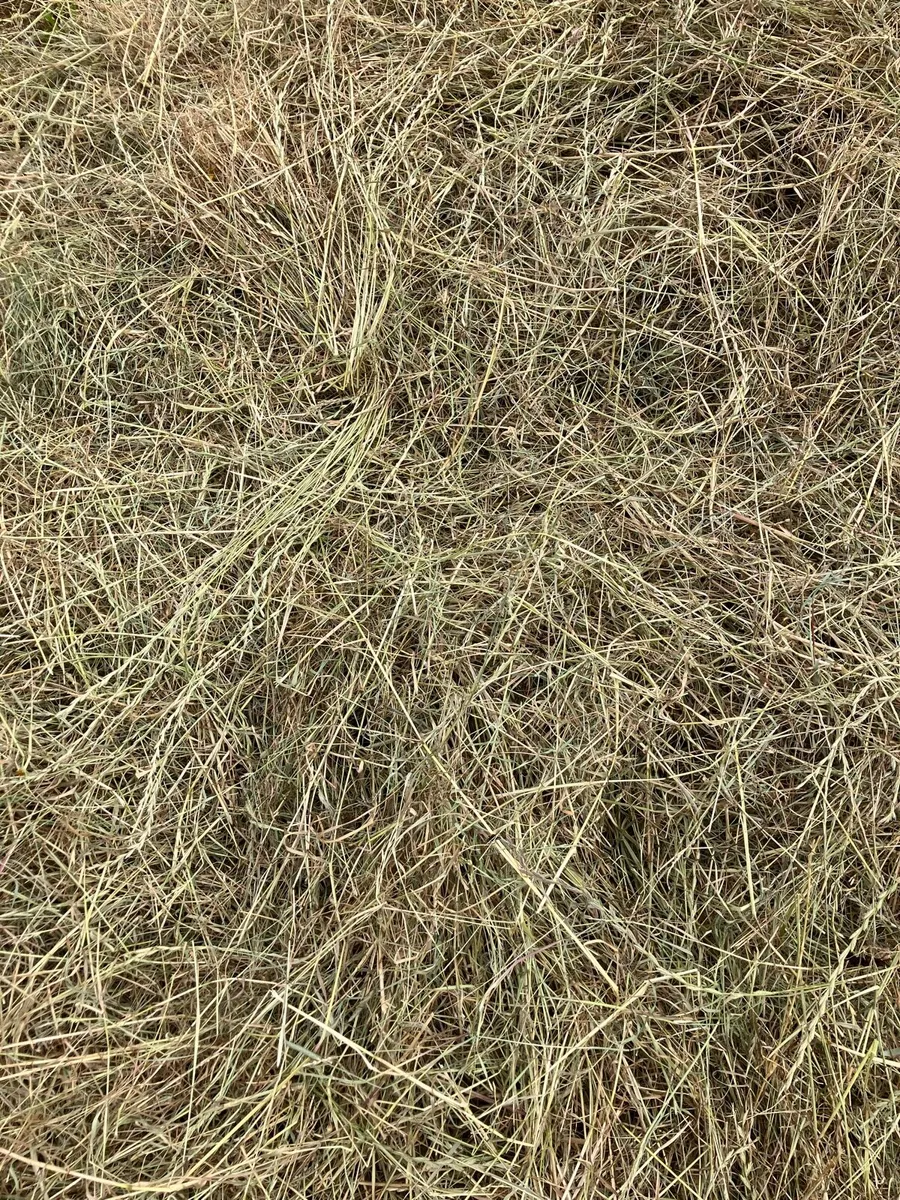 Hay for sale - Image 3