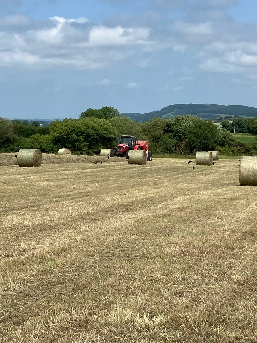 Hay for sale - Image 2