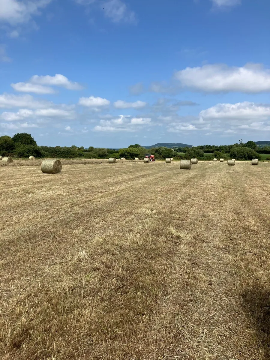 Hay for sale - Image 4