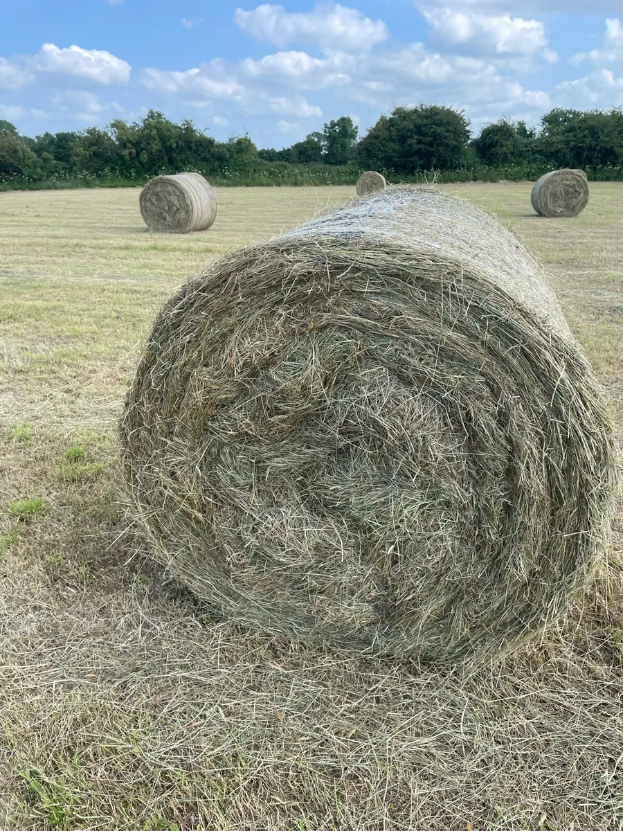 Hay for sale - Image 1