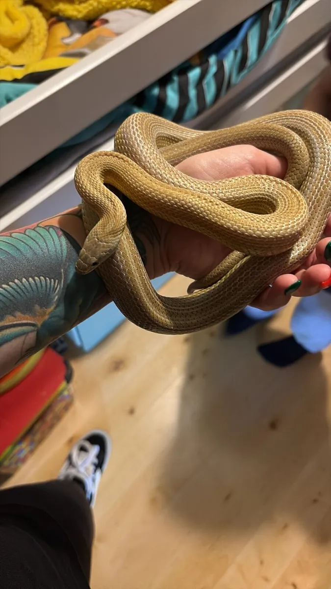 Cornsnake - Image 1