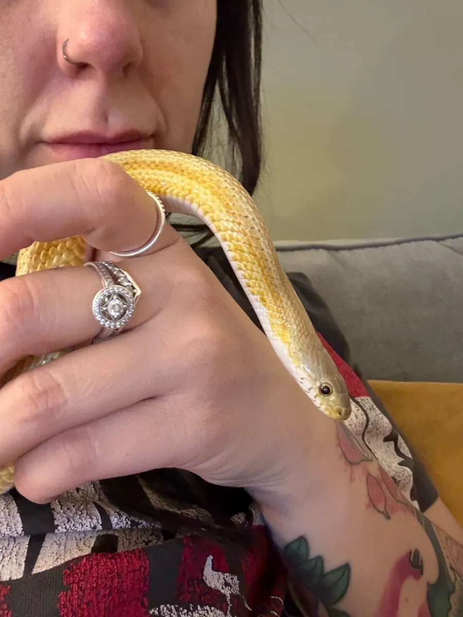 Cornsnake - Image 2