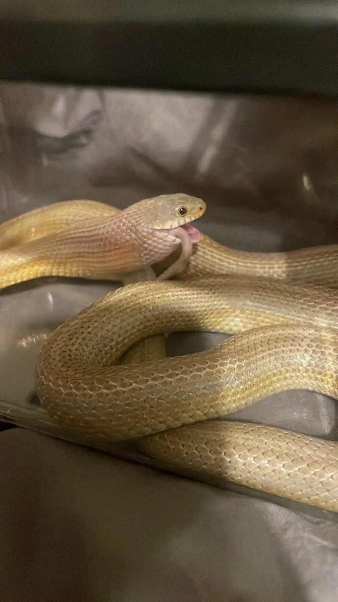 Cornsnake - Image 3