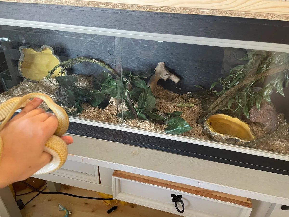 Cornsnake - Image 4