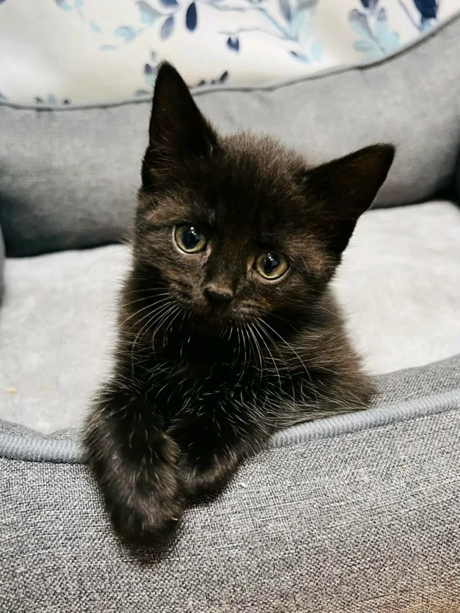 Adorable all black Kitten with free Kitten Carrier