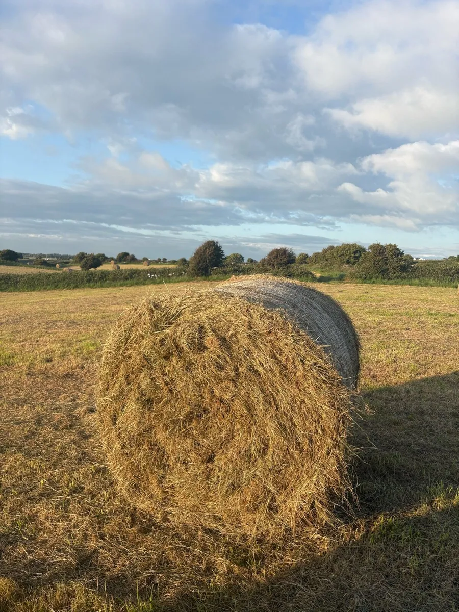 Hay - Image 1