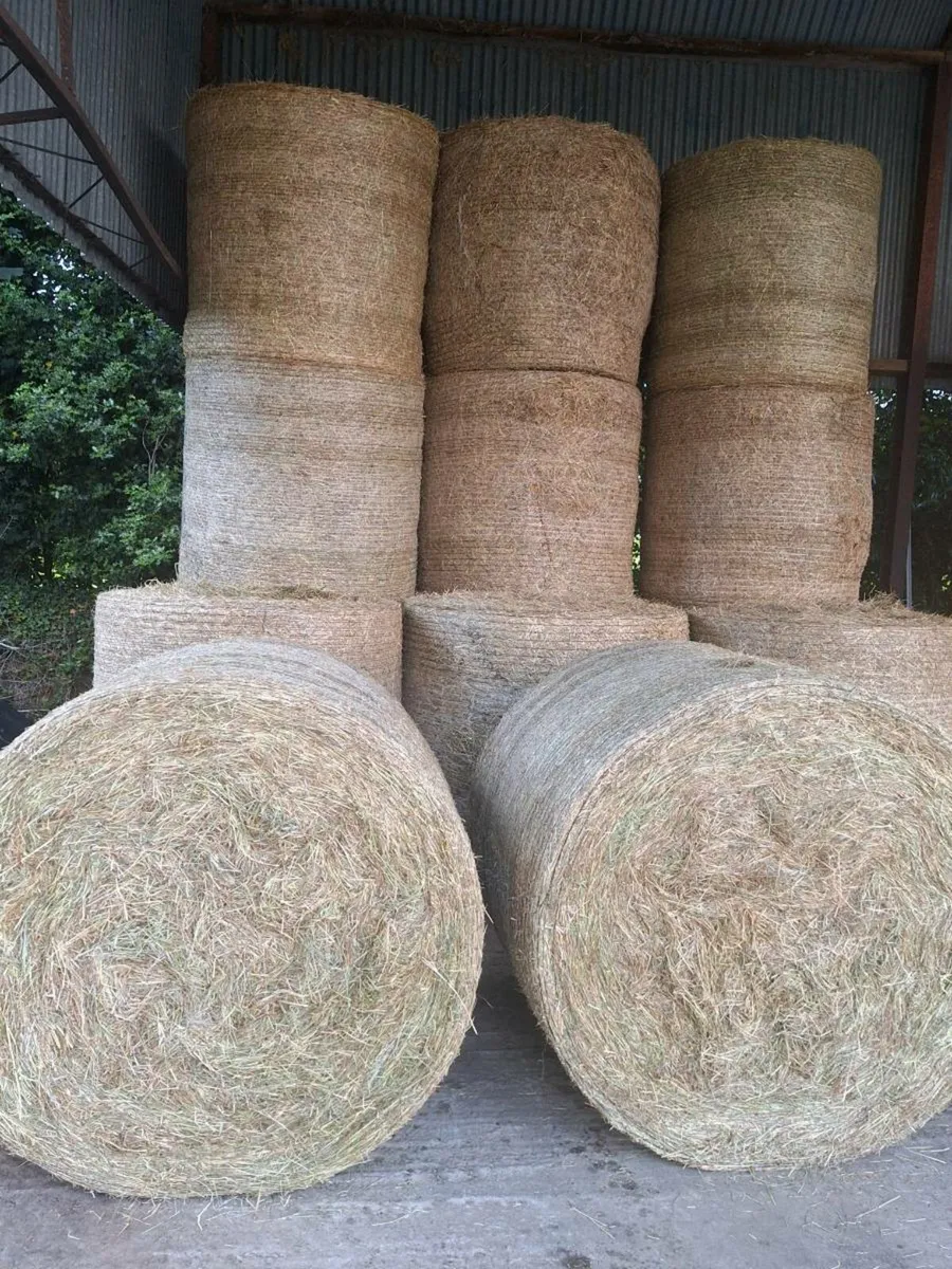 Hay Round Bales - Image 2