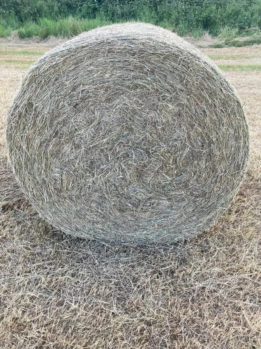HAY FOR SALE