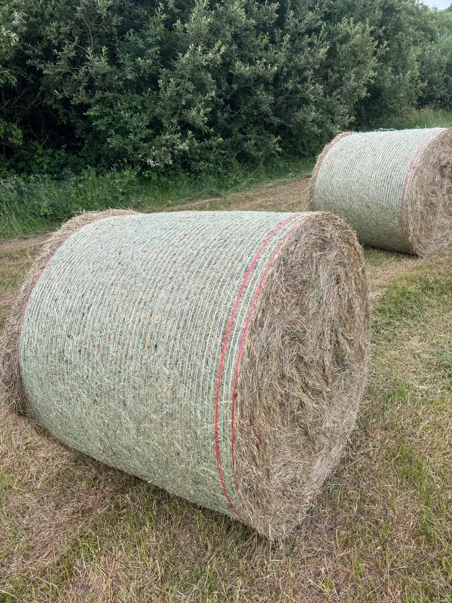 Hay - Image 1