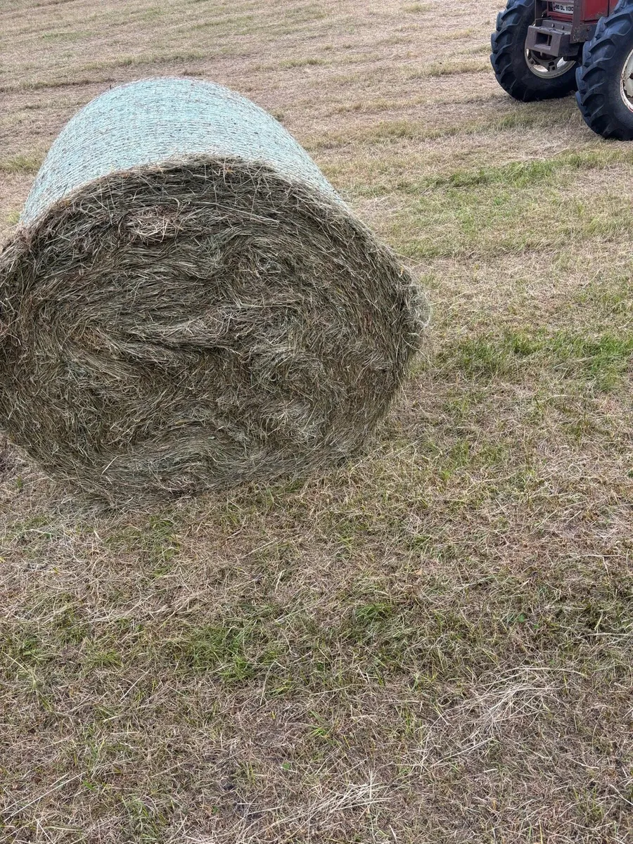 Hay - Image 2