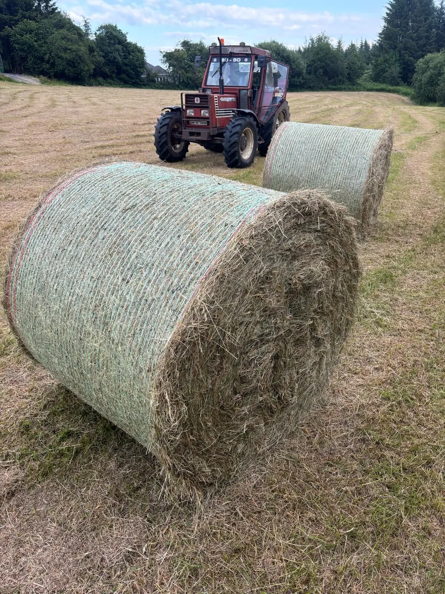 Hay - Image 3
