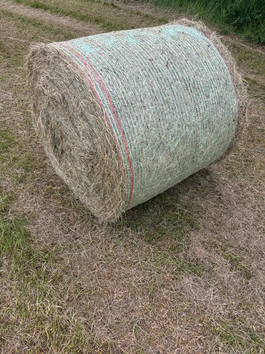 Hay - Image 4