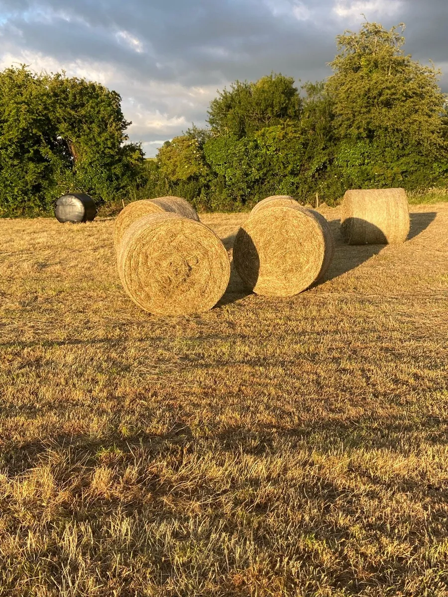 Hay - Image 1
