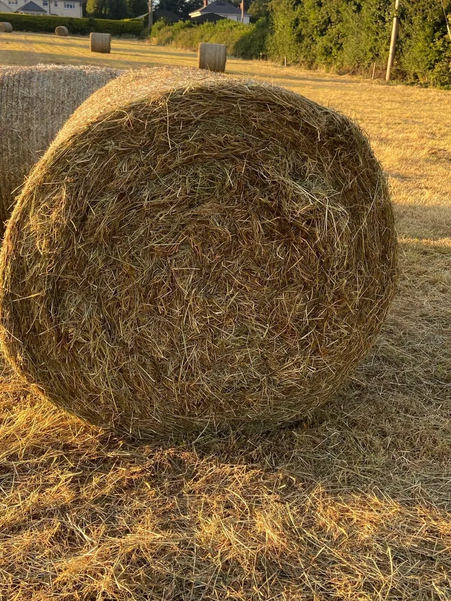 Hay - Image 2