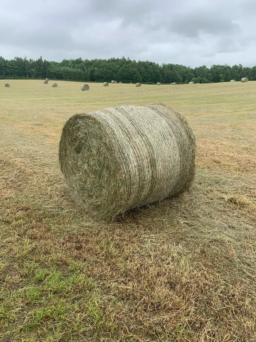 June hay - Image 1