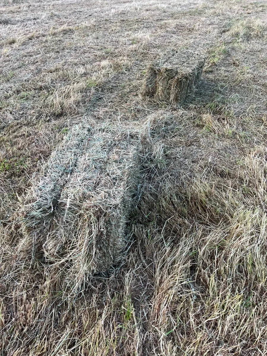 Small square bales of hay
