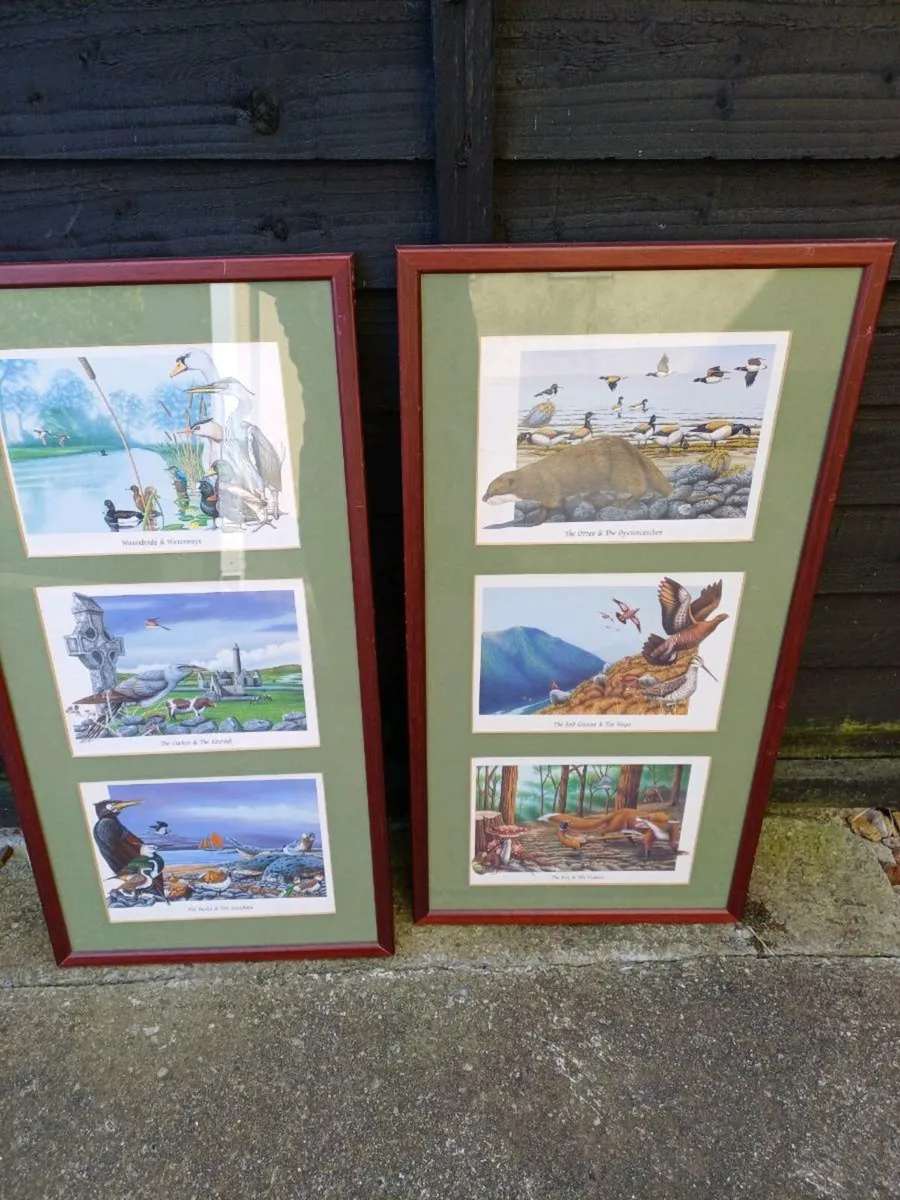 Vintage Irish Wildlife Pictures - Image 3