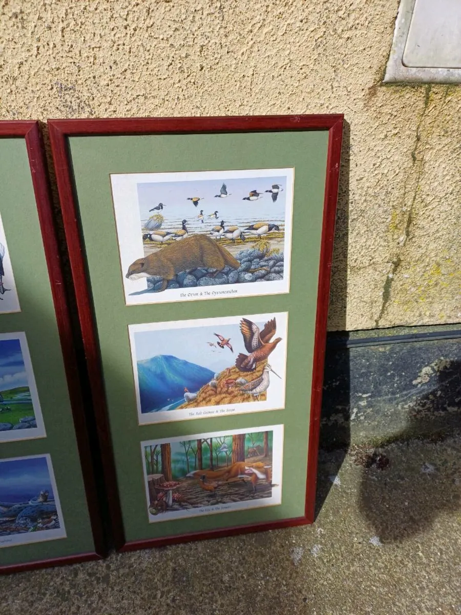 Vintage Irish Wildlife Pictures - Image 4