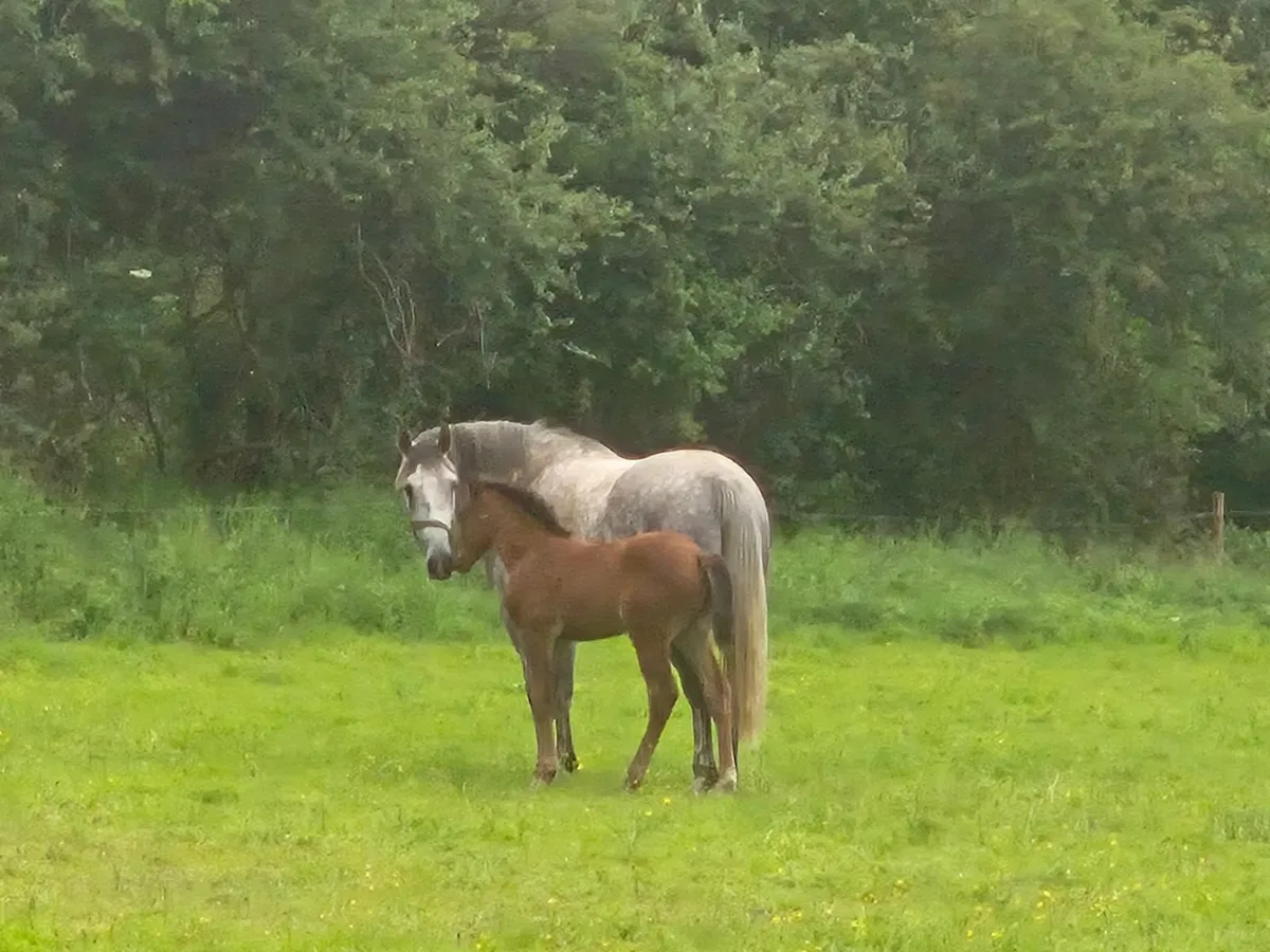 Top class filly foal - Image 2