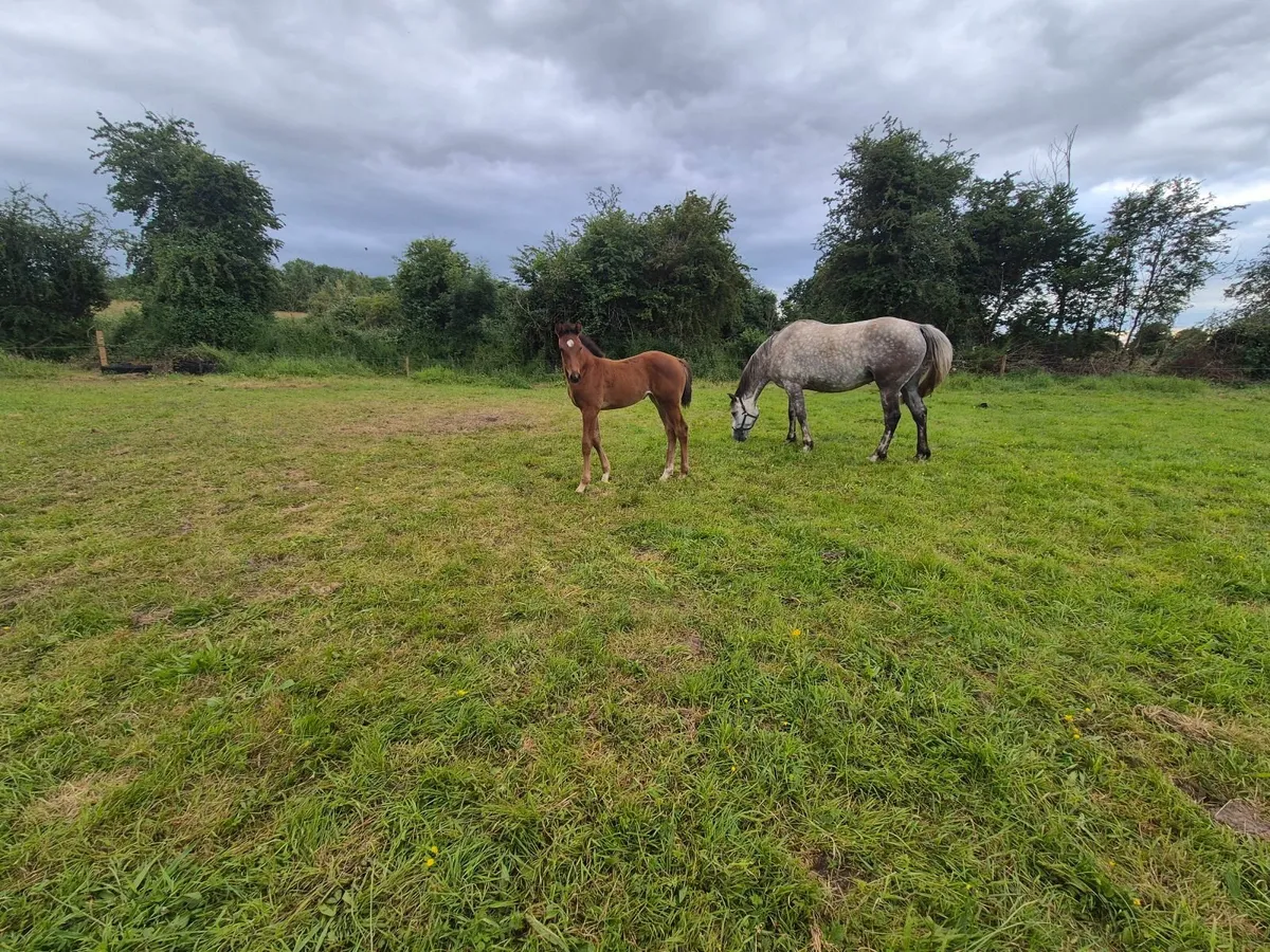 Top class filly foal - Image 3