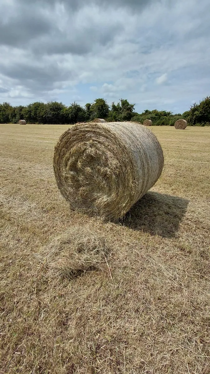Round bales - Image 2
