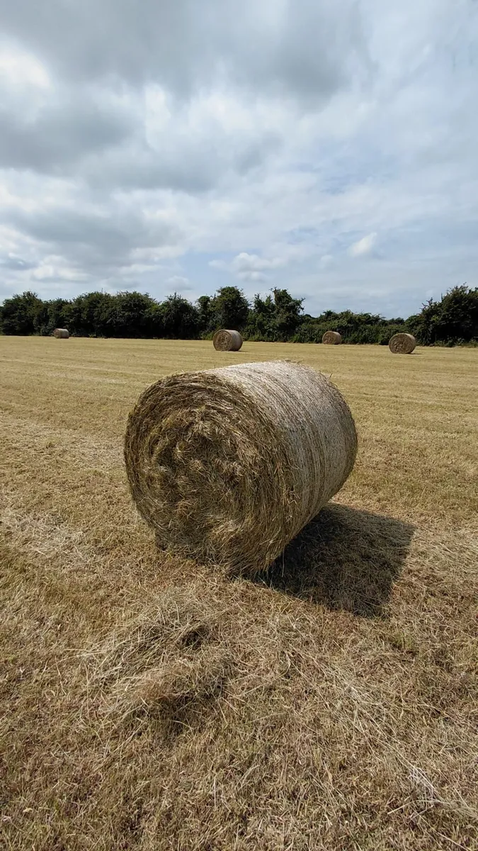 Round bales - Image 3