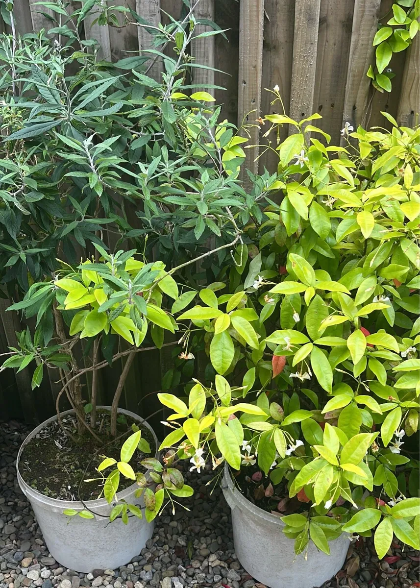 Two jasmine bushes for sale - Image 1