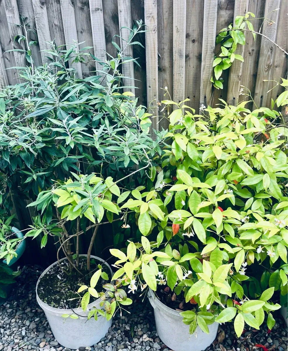 Two jasmine bushes for sale - Image 2