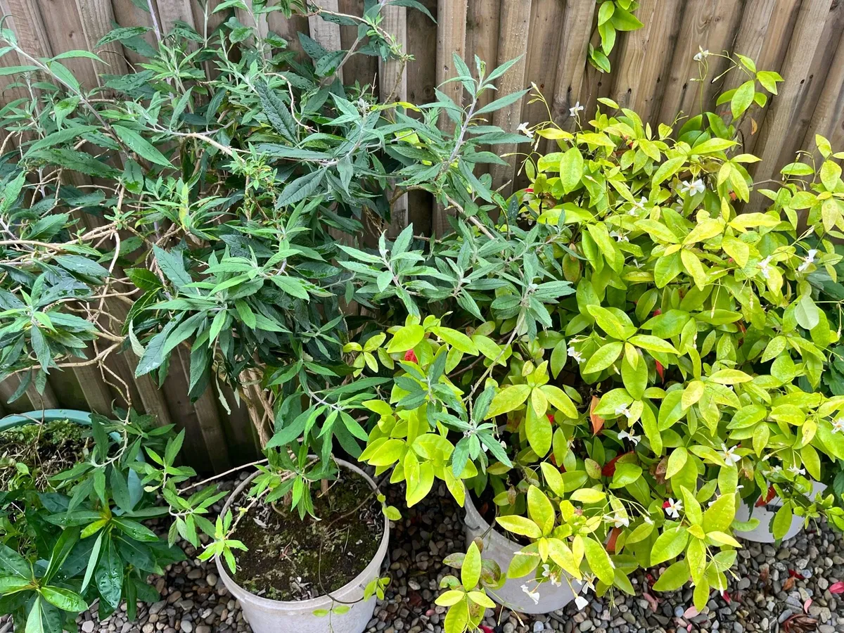 Two jasmine bushes for sale - Image 3