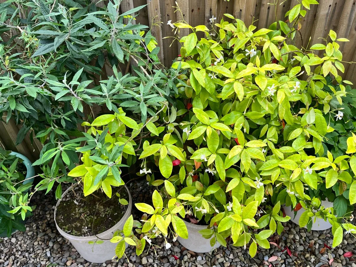 Two jasmine bushes for sale - Image 4