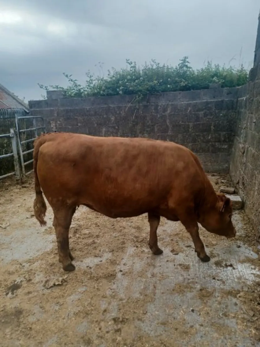 Beef cattle - Image 1