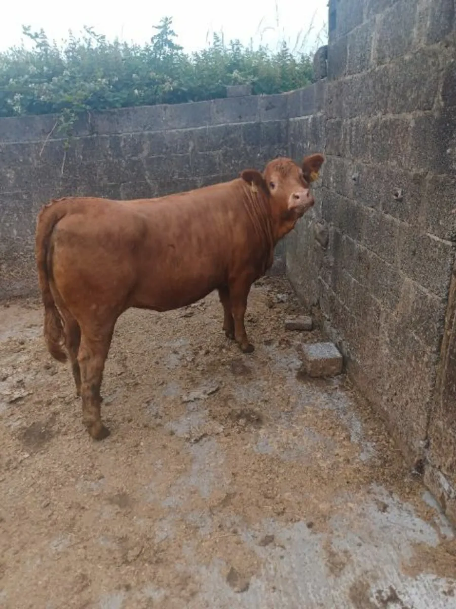 Beef cattle - Image 2