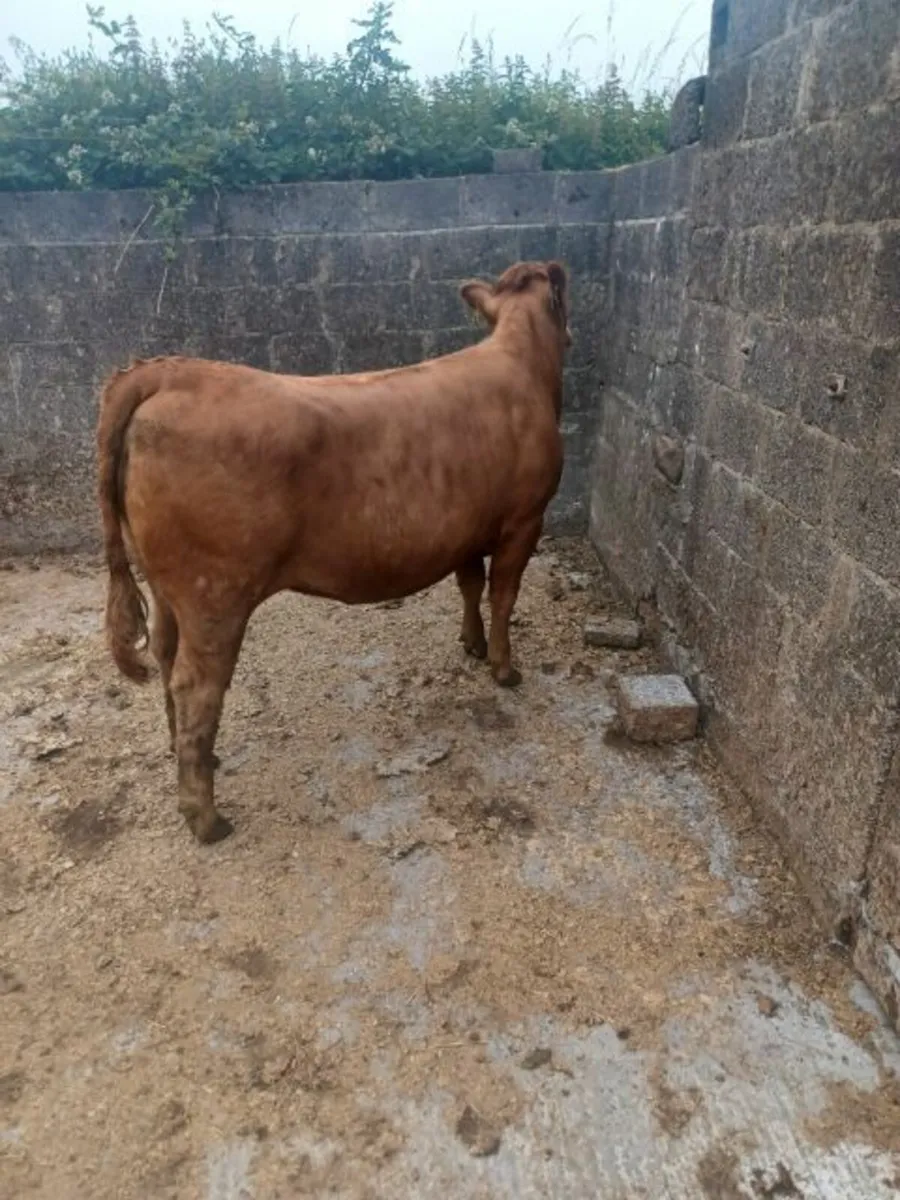 Beef cattle - Image 3