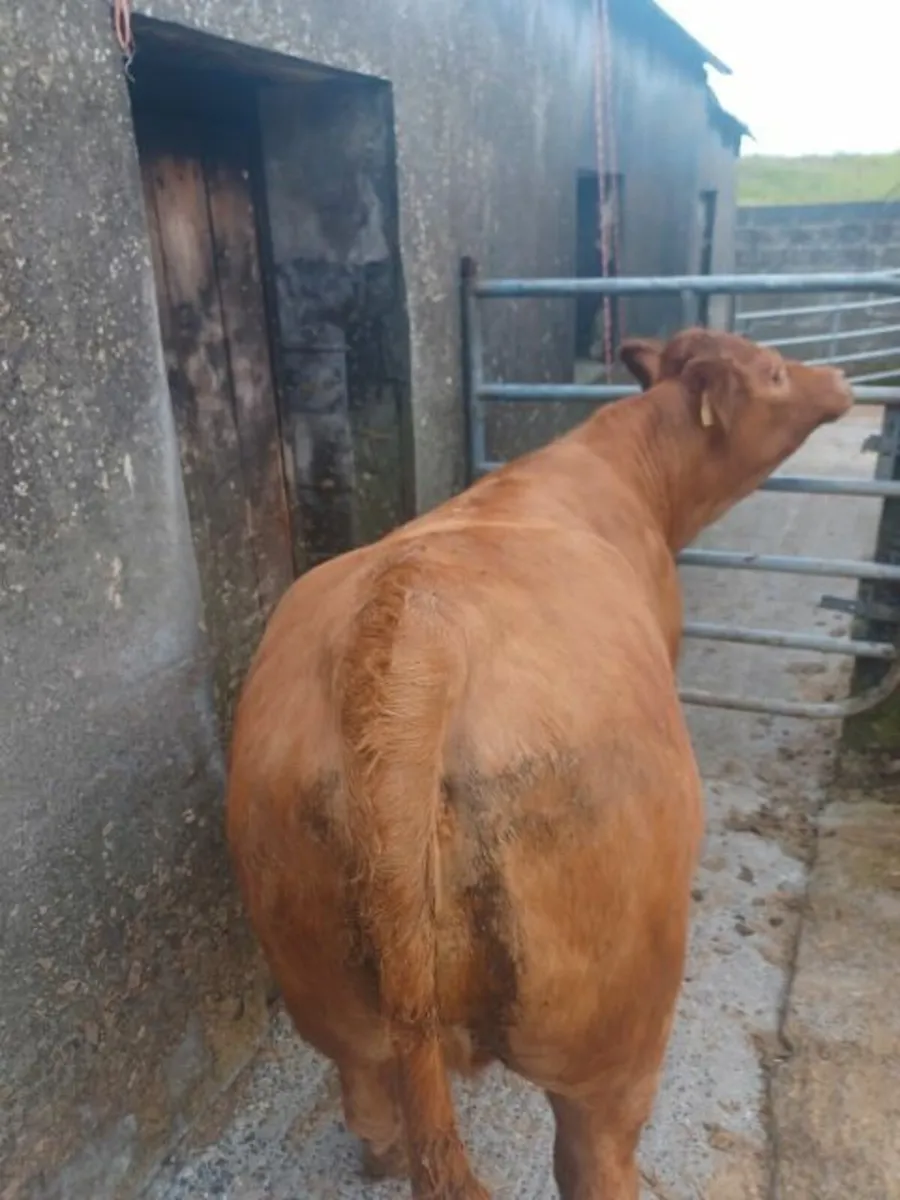 Beef cattle - Image 4