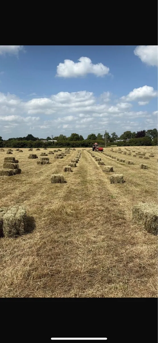 Square Bales of Hay - Image 1