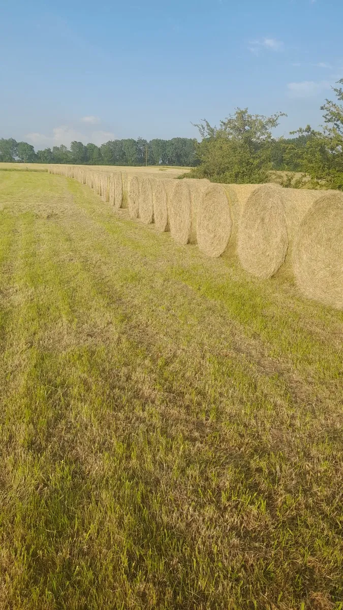 Hay for sale - Image 1