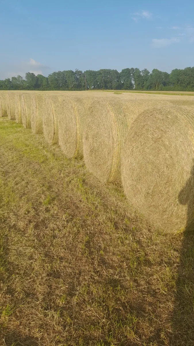 Hay for sale - Image 2