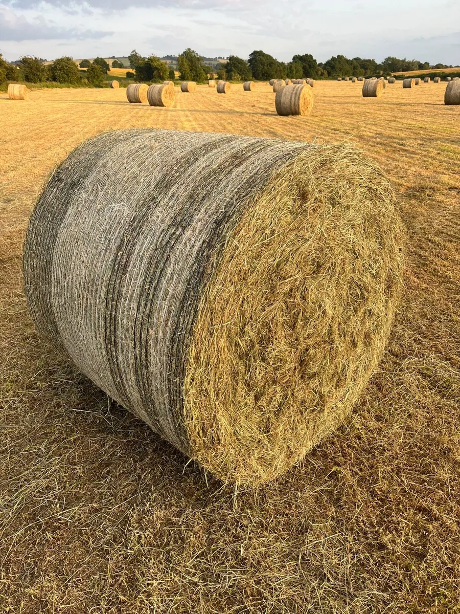 Good quality hay - Image 1