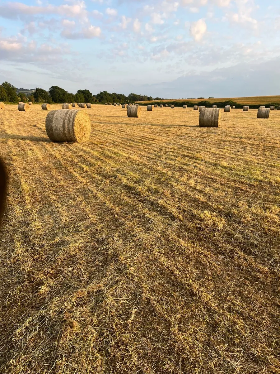 Good quality hay - Image 2