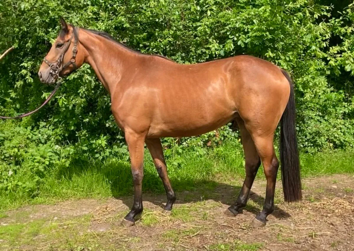 3yo filly 160cms Full green book - Image 1