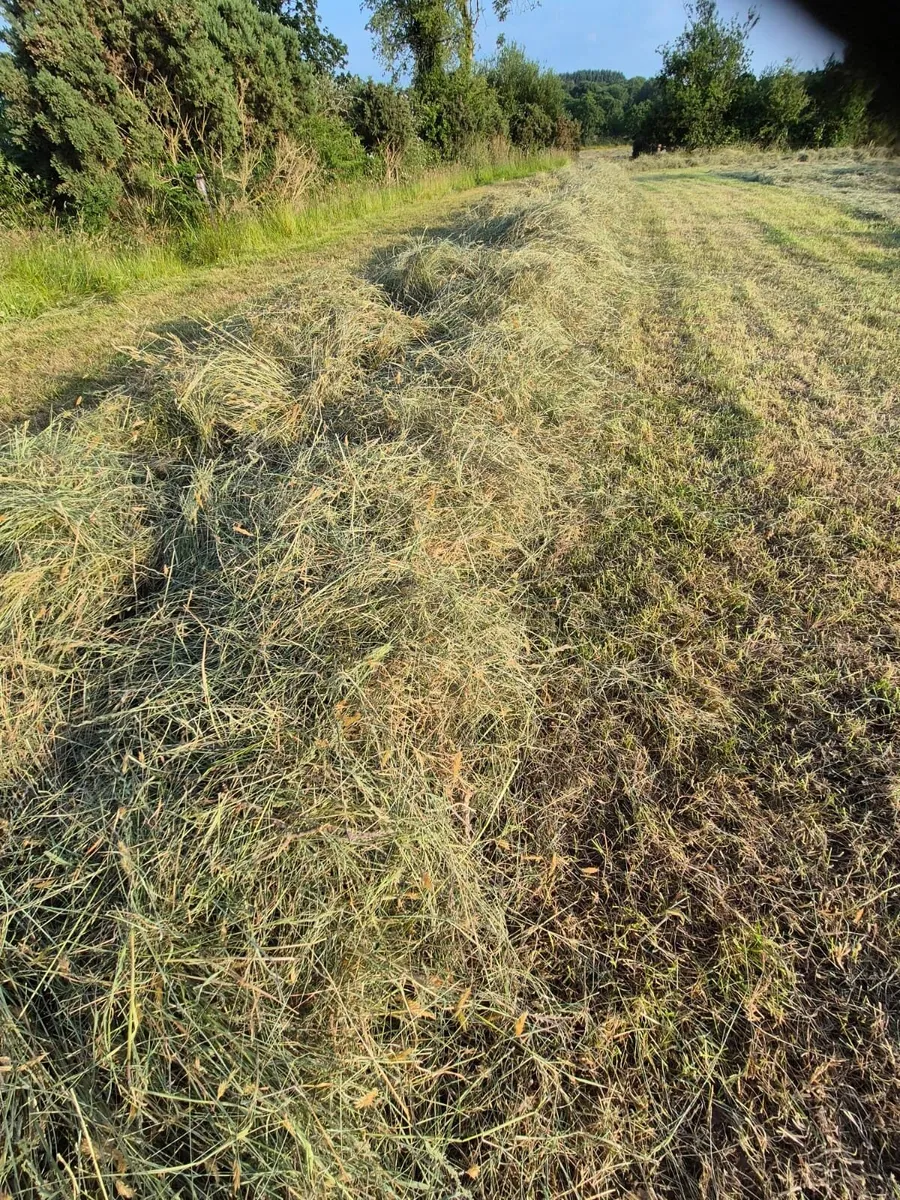 Hay for sale - Image 2