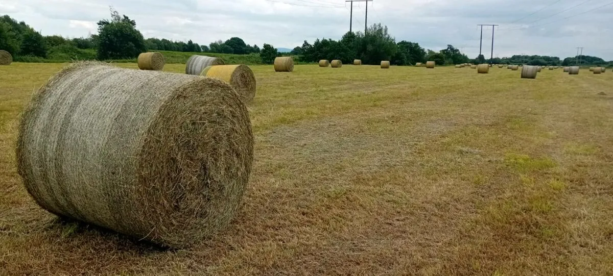 Bales of Hay for sale - Image 2