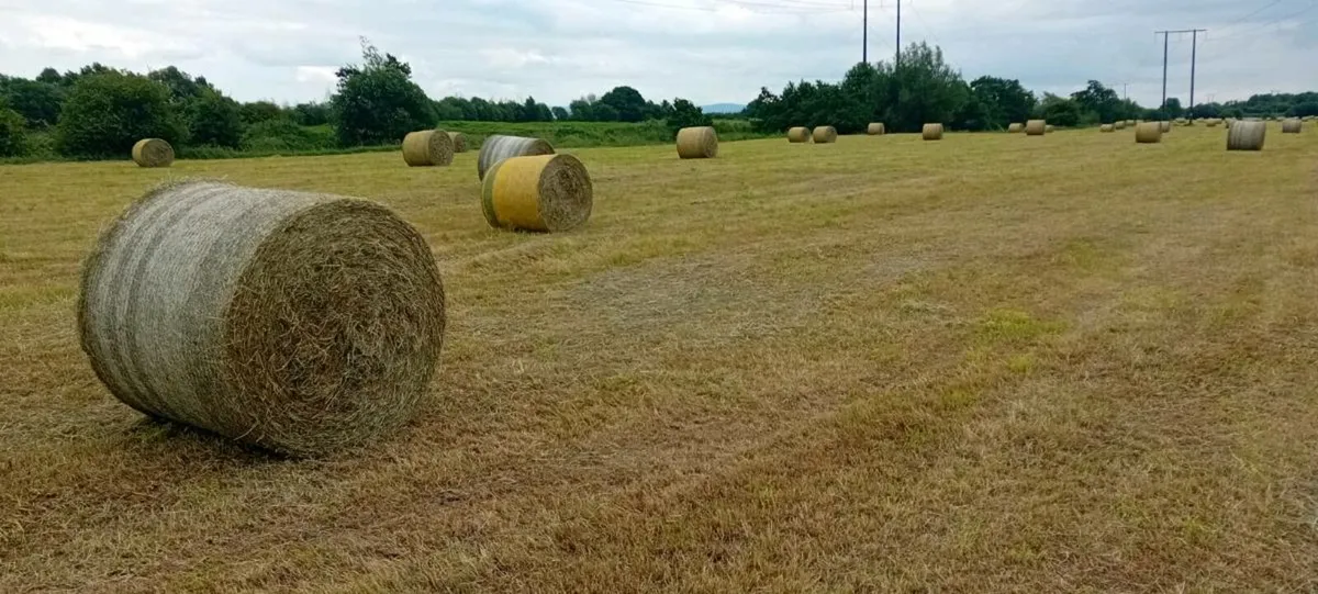 Bales of Hay for sale - Image 3