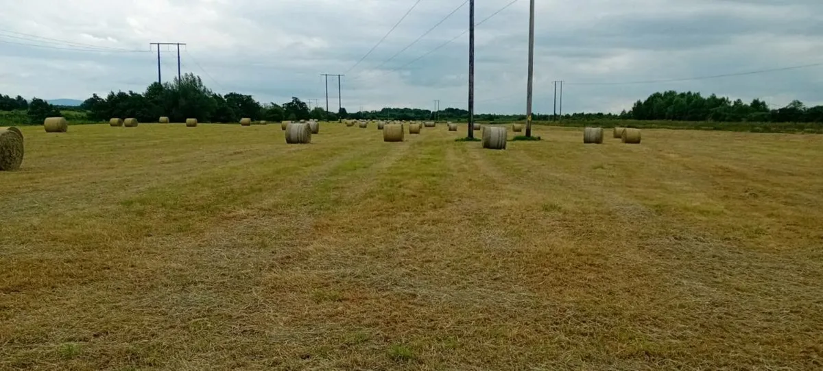 Bales of Hay for sale - Image 1