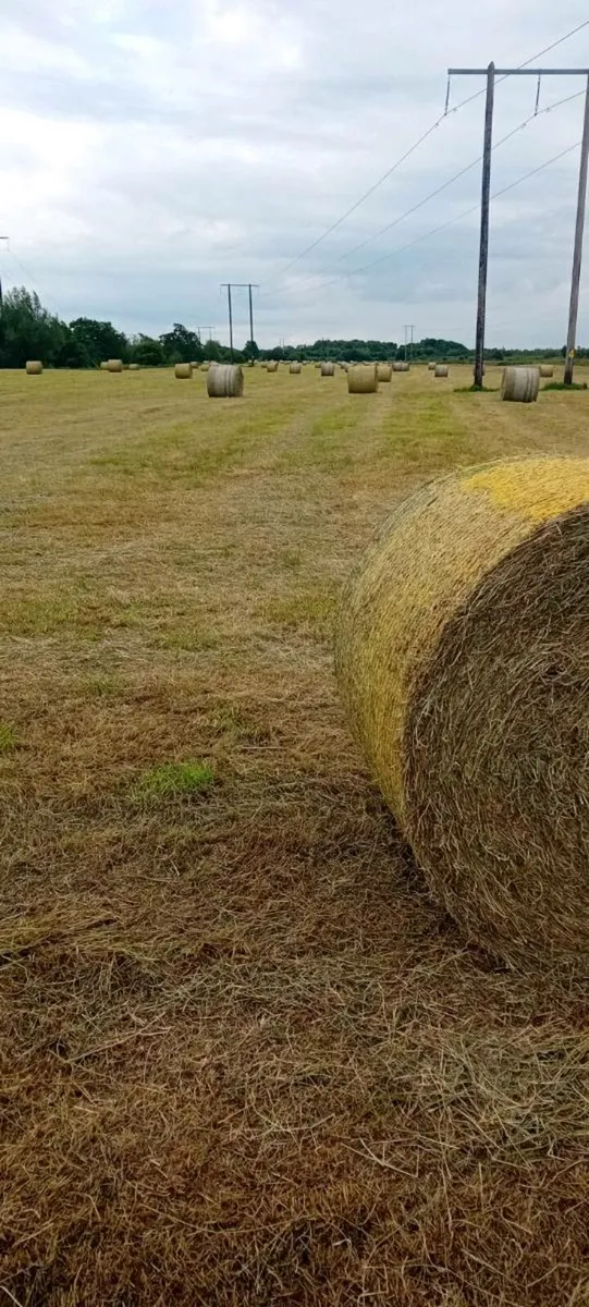 Bales of Hay for sale - Image 4